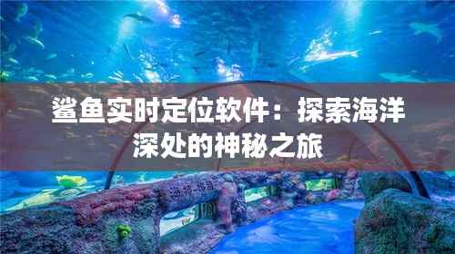 鲨鱼实时定位软件:探索海洋深处的神秘之旅