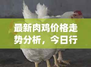 最新肉鸡价格走势分析,今日行情动态及市场趋势解读