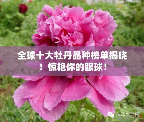 全球十大牡丹品种榜单揭晓!惊艳你的眼球!