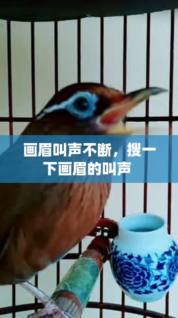 画眉叫声不断,搜一下画眉的叫声