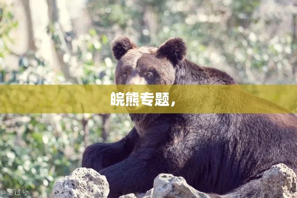 皖熊专题,