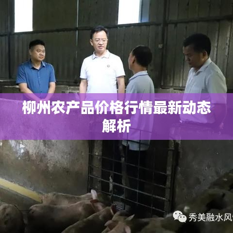 柳州农产品价格行情最新动态解析