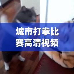 城市打拳比赛高清视频，热血激战，拳拳到肉，震撼视觉盛宴！