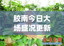 胶南今日大场盛况更新,最新动态一网打尽